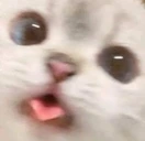 BlepCat emote