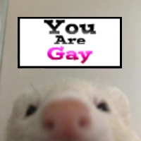 rat_youaregay emote