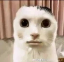NOIDONTFEELTHEWEIGHTOFMYSINSITDOESNOTHURTGODSJUDGEMENTDOESNOTFIL emote