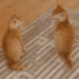 CE_Attac emote