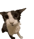 wiwi emote