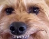 HappyDog emote