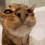 cat_waterstream emoji