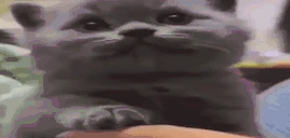 QQ emote