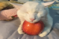 cuheepyingonapple static emote