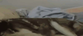 LakiWHAT emote