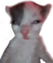 kitterhuh emote