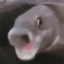 PoggersFish emote