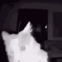 catSNIFF emote