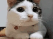 CATNOPERS emote