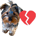BBidiot emote