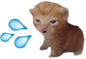 CatTuah emote