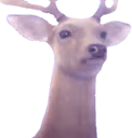 deer_stare emote