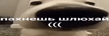 shluxa emote