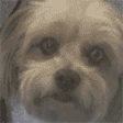 DogSneeze emote