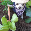 farming static emote