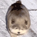 DoggyArrive emote