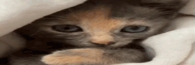 catKiss emoji