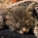 SleepyCarCat emote
