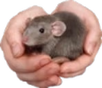 takerat emote
