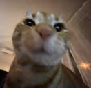 wot emote