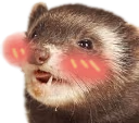 ferretoblush emote