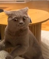 shocked_cat emote