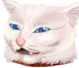 DGF_CatConfused emote