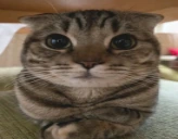 well emote
