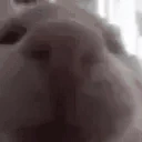 iuh emote