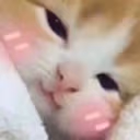 catBlush emote