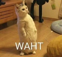 cat_waht emote