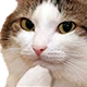 cathinking emote