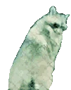 raccPls emoji