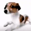 perroculiaofeo emote