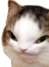 kiisu_iq emoji