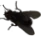 fly emote
