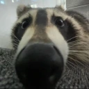AREYOUAFRIEND emote