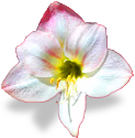 flower_amaryllis emote
