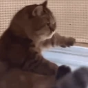 spin emote