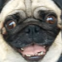 pug emote