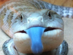 BTSTongue emote