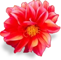 flower_dahlia emote