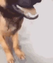 DogStink emote