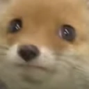ConcernFox emote