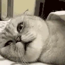 CatIgnore emote