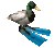 DuckWithFlippers emote
