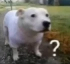 DoggoConfuse emote