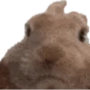 VIBEOFF emote