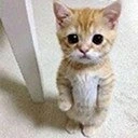 catLost emote